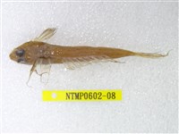 藏品(絲鰭斜棘(魚銜))的圖片